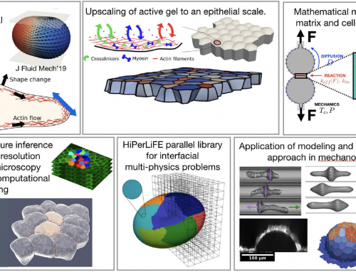 Connecting subcellular bio-chemo-mechanics and the active dynamics of epithelial materials through multiscale modeling and computations